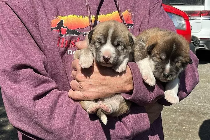 Husky Homestead Tour