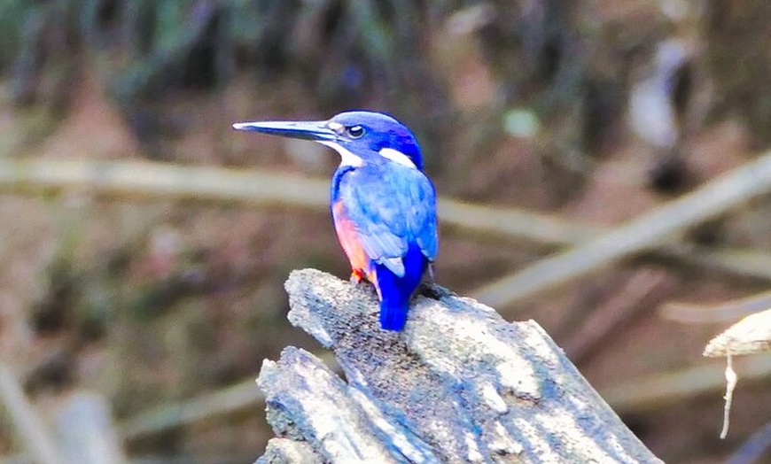 Image 8: Daintree River Cruise