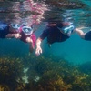 Image 6: Snorkeling Adventure for Kids with Private Guide In Sydney