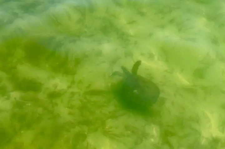 Private 2-Hour Dolphin and Sightseeing Tour