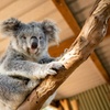 Image 1: Blue Mountains Day Tour -Scenic World, Koalas & Roos (10 ppl MAX)