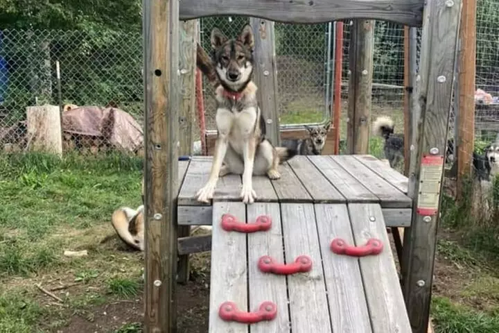 Sluice Box Kennel Alaskan Homestead & Husky Life Experience