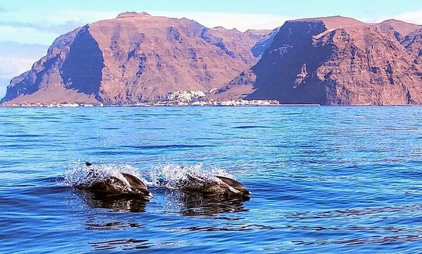 Image 9: Tour Avistamiento Ballenas y Delfines en Barco de grupo reducido