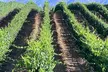 Private Temecula Wine Tour from Canyon Lake - Second Medium