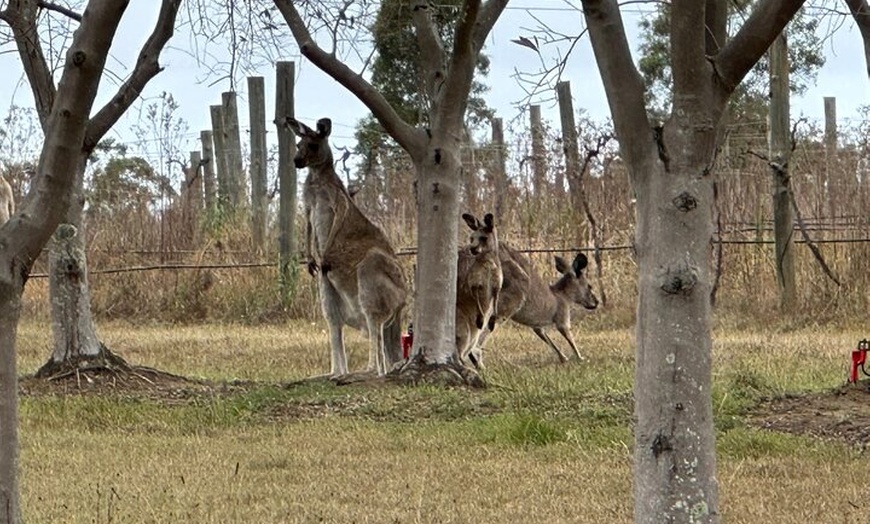 Image 3: Sydney: Private Wine tour - Hunter Valley & Wollombi Valley