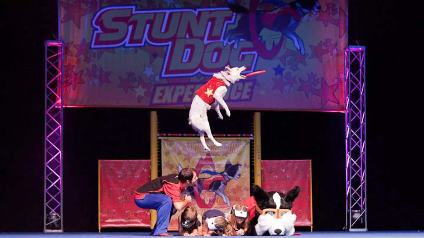 Stunt Dog Experience at James Armstrong Theater at Torrance Cultural Arts Center - Primary Image