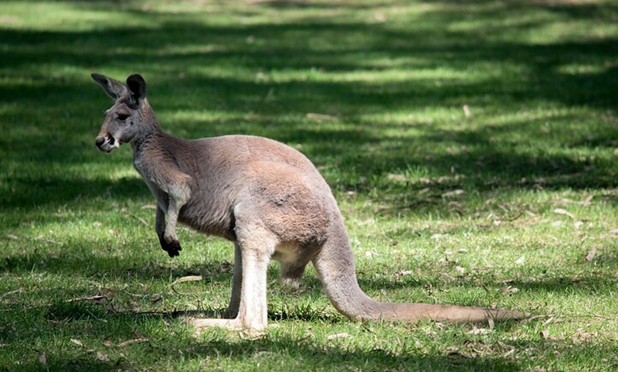 Image 6: Sydney South Coast Day Tour – Kiama Blowhole & Sea Cliff Bridge