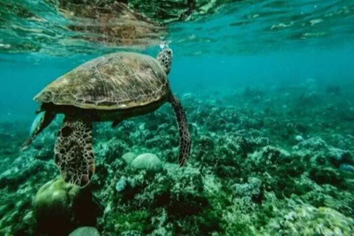 Private Snorkel and Dive Charter to Culebra (Up to 5 Guests) - Second Medium