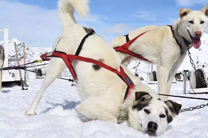 Anchorage Summer Glacier Dogsledding Tour
