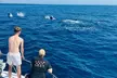 Avistamiento de Delfines en Benalmadena - Second Medium