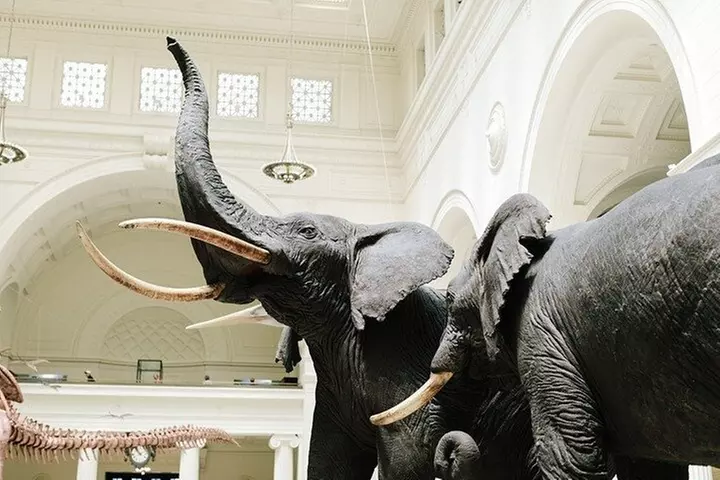 Field Museum Basic Admission Ticket with Tasting Experience