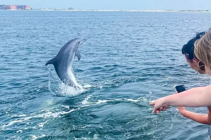 Daily Dolphin Cruise + Sightseeing Tour on Pensacola Beach