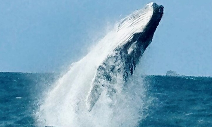 Image 4: Whale Watching Cruise from Tidal River