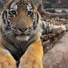 Image 1: $20 For A Zoo Admission, Wild Adventure Mini-Golf & Parakeet Jungle...