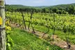 $21 For A Portfolio Wine Tasting for 2 People (Reg $42.) - Second Medium