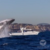 Image 1: Private Luxury Intimate Whale Watching