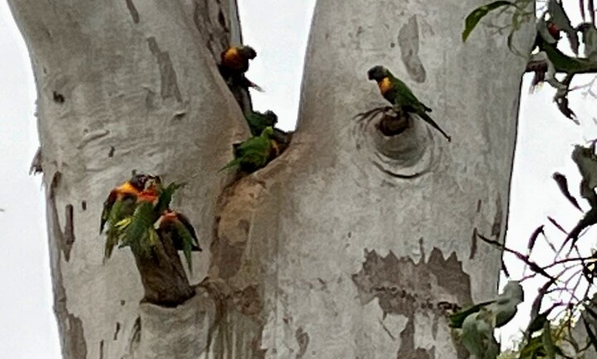 Image 10: Morialta Falls Hike: Trails and Tales with a Foreign Flair