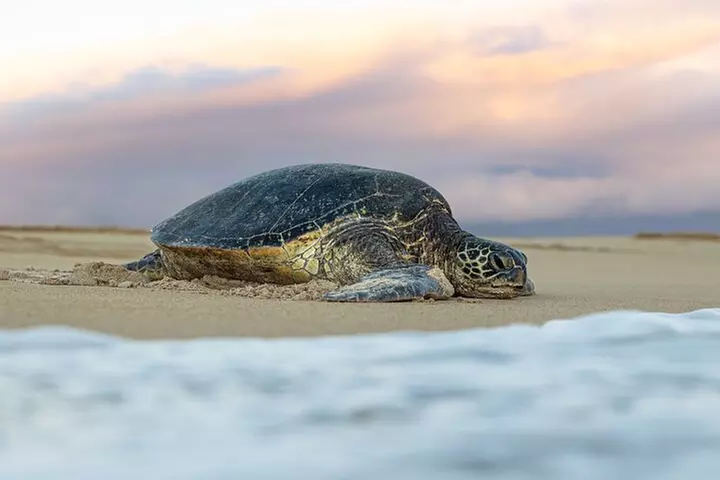 Maui: Road to Hana Adventure with Farm to Table Lunch