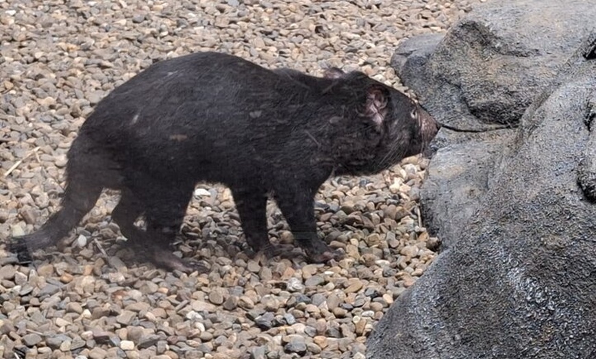 Image 6: Australia Zoo Private Group Tour from Brisbane