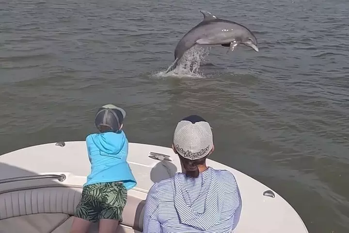 90-Minute Private Dolphin Tour in Hilton Head Island