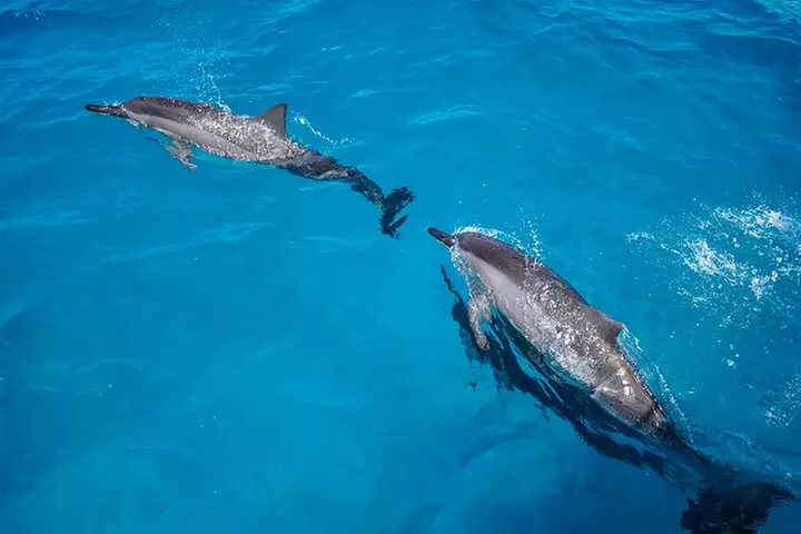 Oahu Swimming with Dolphins Speedboat Adventure
