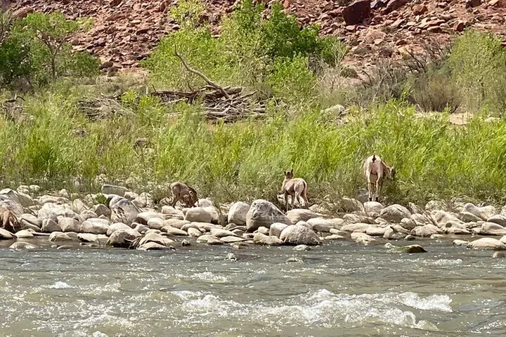 Moab Full-Day Guided Private Charter Colorado River Rafting