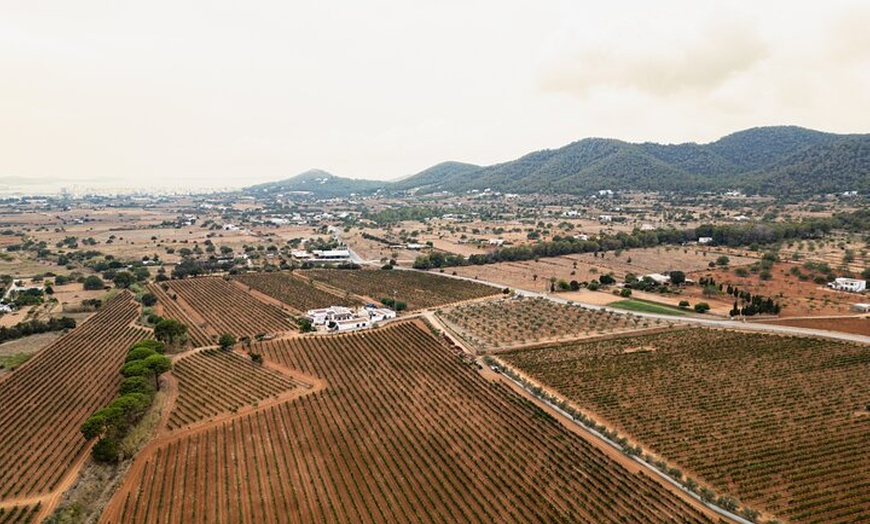 Image 24: Ibiza : Cata privada de vinos y aceites de oliva y Tapas y transporte