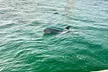 Destin Private Boat Tours Dolphin Crab Island Snorkel Sunset - Second Medium