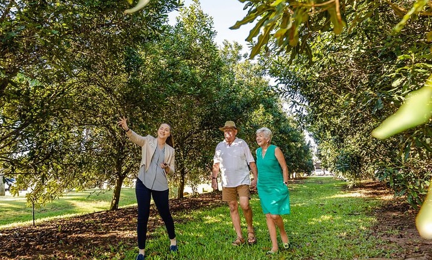 Image 3: Macadamias Australia Orchard Tour in Bundaberg