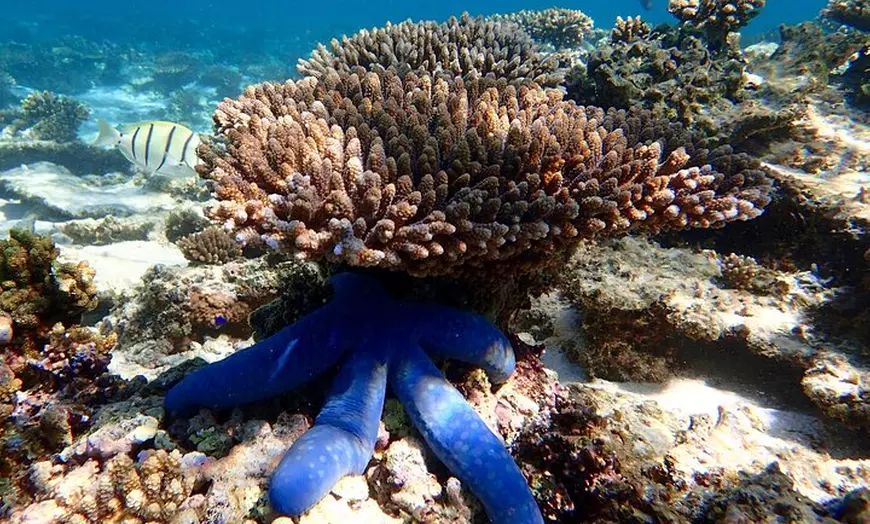 Image 8: Lagoon Explorer - Ningaloo Reef Full-Day Kayaking and Snorkeling Ad...