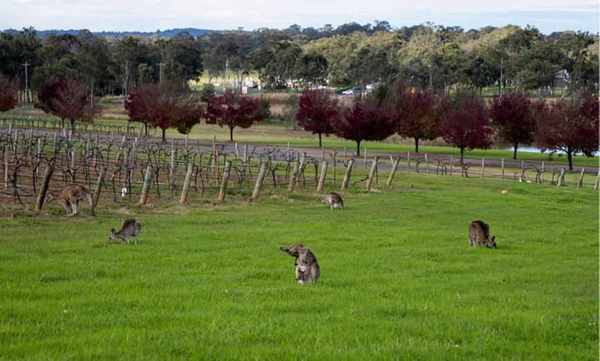 Image 8: Award-Winning Hunter Valley Wine & Cheese Tour from Sydney