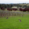 Image 8: Award-Winning Hunter Valley Wine & Cheese Tour from Sydney