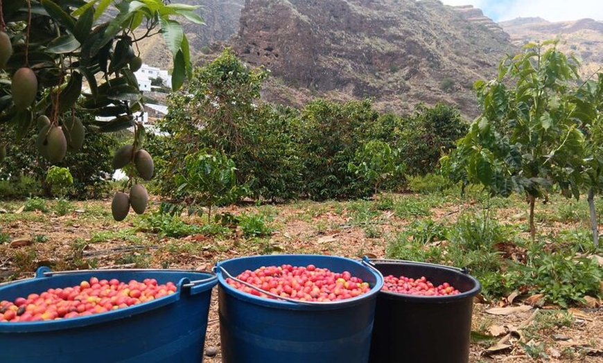 Image 11: Explora el Café de Gran Canaria en Finca Los Castaños