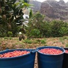 Image 11: Explora el Café de Gran Canaria en Finca Los Castaños