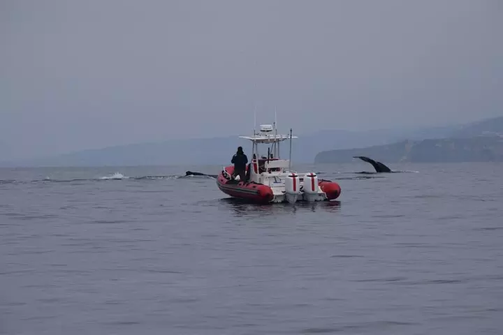 Open Boat Whale Watching