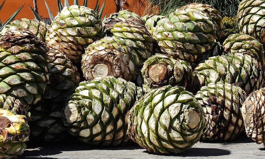 Image 5: From Puebla: Private Tour to Tehuacán Biosphere Reserve + mezcal