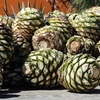 Image 5: From Puebla: Private Tour to Tehuacán Biosphere Reserve + mezcal