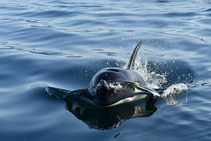 Hoonah Whale-Watching Cruise