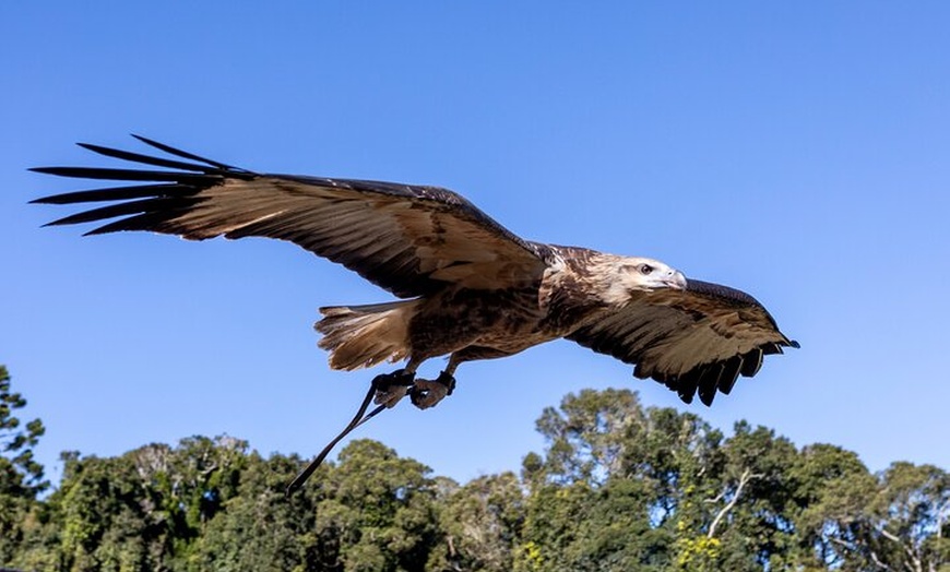 Image 4: Lamington Day Tour O'Reilly's Treetop, Wildlife and Wine Tasting