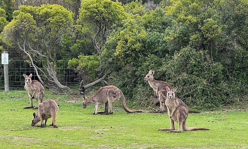 Image 20: Great Ocean Road Tour Reverse –SML GRP-DLUX Mini Bus Hotel Pickup