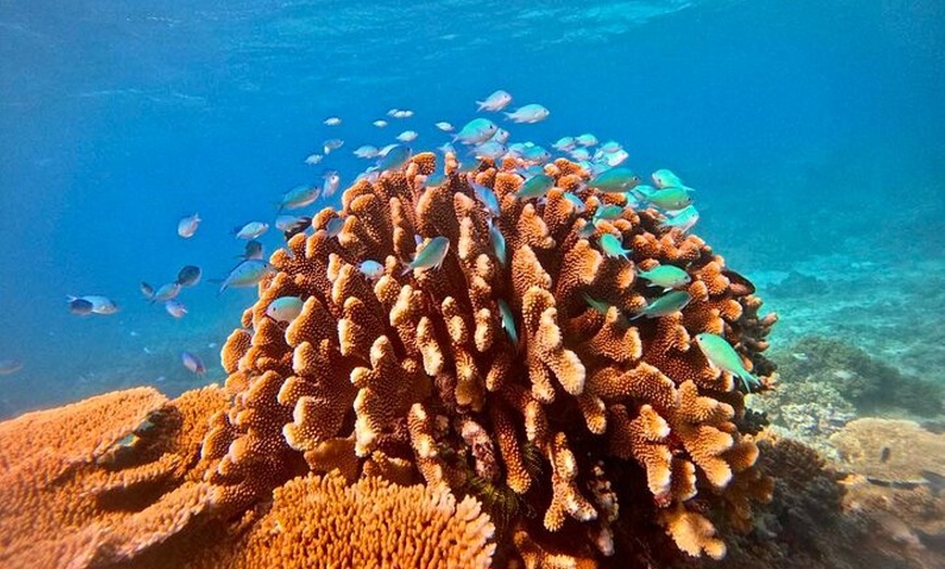 Image 5: Cairns Great Barrier Reef Snorkel and Flight Adventure