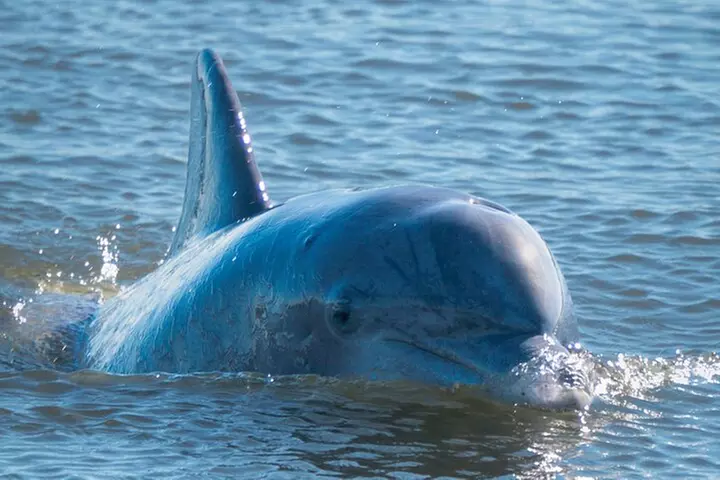 90-Minute Private Dolphin Tour in Hilton Head Island