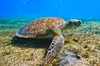 2 ½ - Hour Guided Snorkel Tour of Phil Foster park, Free Videos!