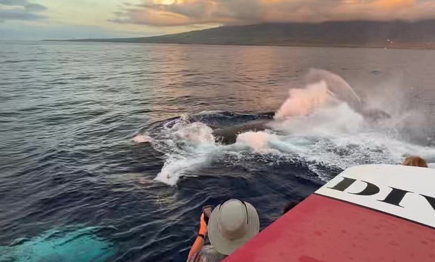 Image 22: Maui Whale Watching: 2-Hour Small Group Raft Tour from Lahaina