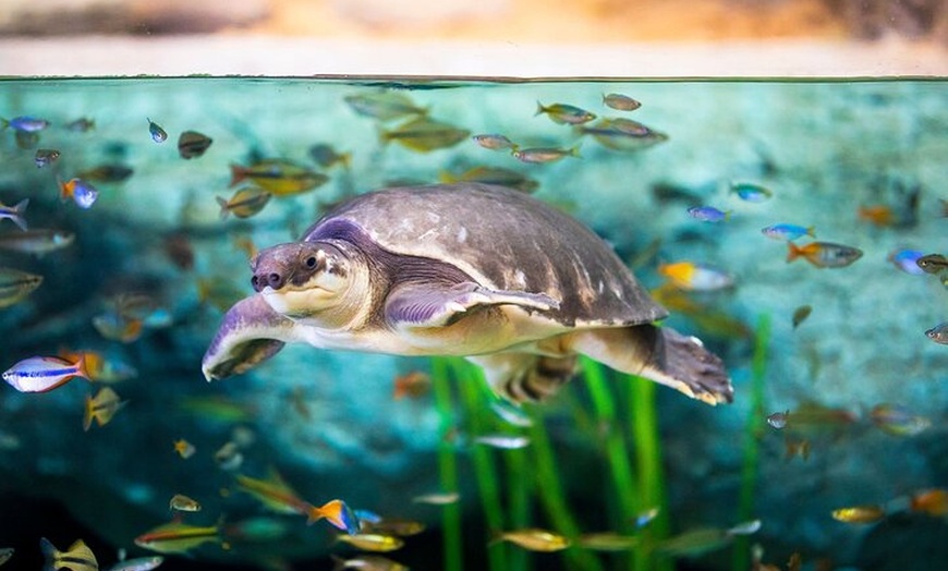 Image 7: Acuario Poema del Mar y Bus TUI Paquete