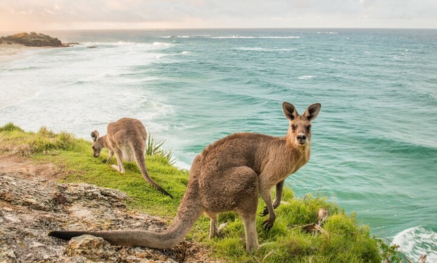Image 10: Stradbroke Island Eco Day Trip from Brisbane – Wildlife & Beaches