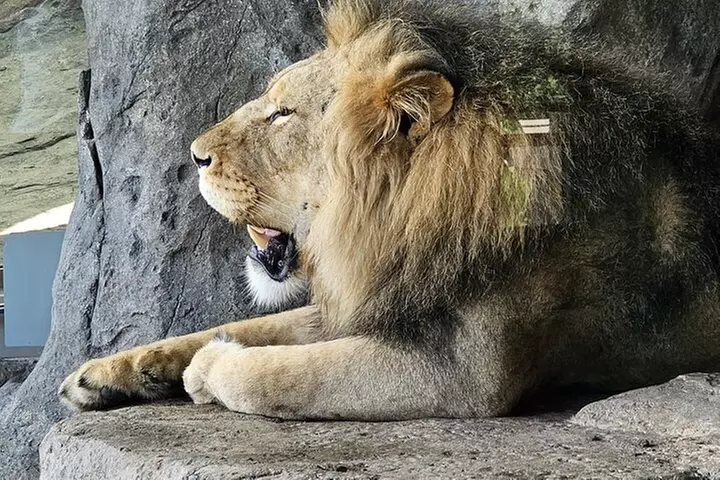 Lincoln Park Nature Museum & Zoo Private Walking Tour