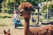 Alpaca Picnic - Immersive Animal Encounter - Seattle Experience - Second Medium