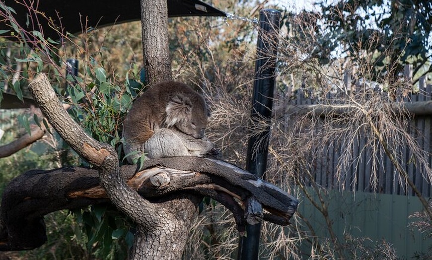 Image 5: Full-Day Phillip Island Tour with Kangaroo, Koala and Penguin Parade