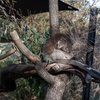 Image 5: Full-Day Phillip Island Tour with Kangaroo, Koala and Penguin Parade